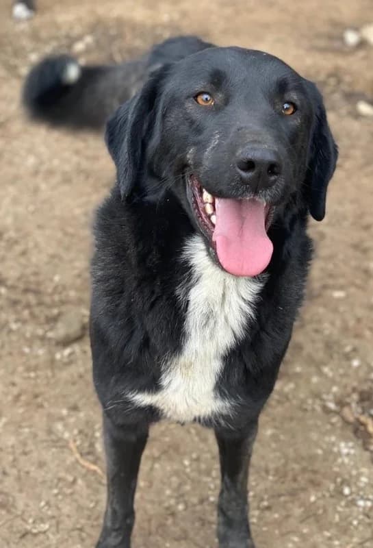 Panthera, female Mixed Breed for adoption at Tierheimhelden — photo 3 of 17