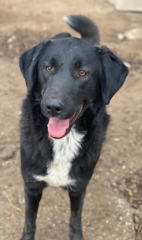 Panthera, female Mixed Breed for adoption at Tierheimhelden — photo 4 of 17