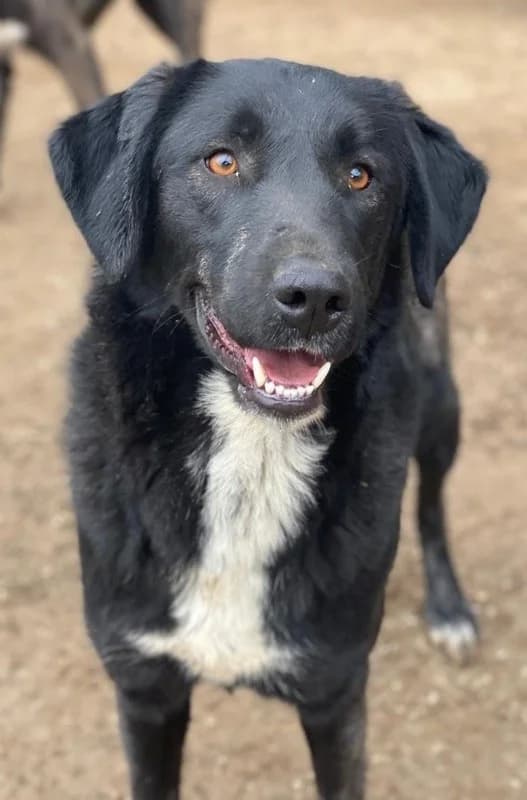 Panthera, female Mixed Breed for adoption at Tierheimhelden — photo 6 of 17