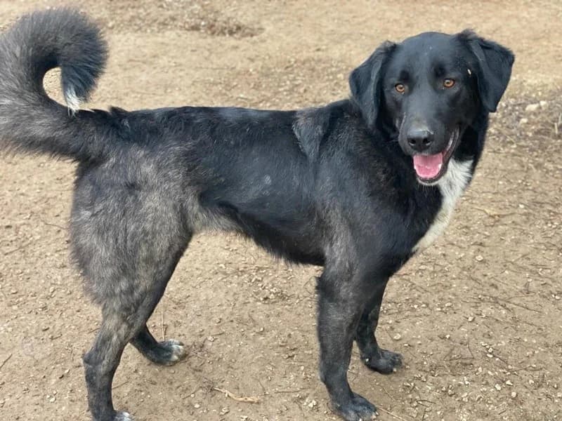 Panthera, female Mixed Breed for adoption at Tierheimhelden — photo 7 of 17