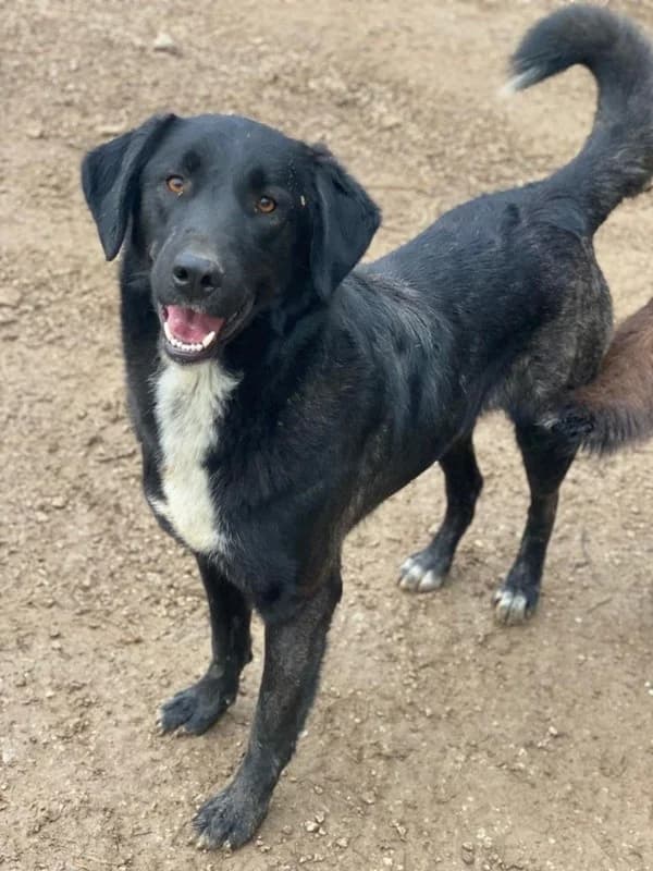Panthera, female Mixed Breed for adoption at Tierheimhelden — photo 8 of 17