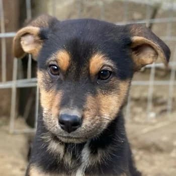 Eyko, male Mixed Breed for adoption at Tierheimhelden