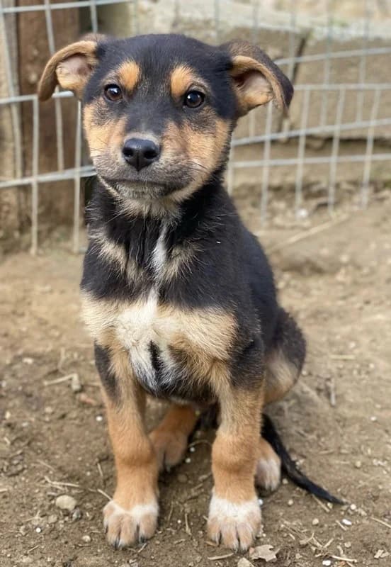 Eyko, male Mixed Breed for adoption at Tierheimhelden — photo 2 of 16