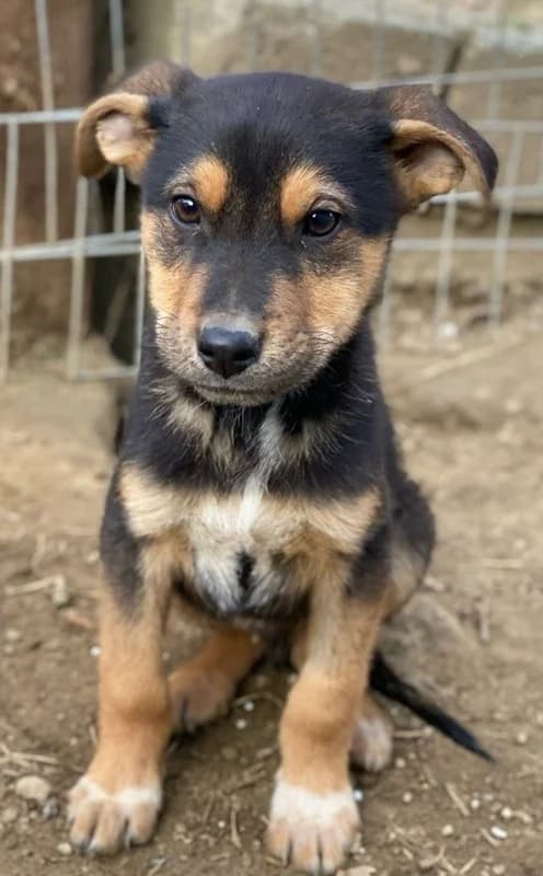 Eyko, male Mixed Breed for adoption at Tierheimhelden — photo 3 of 16