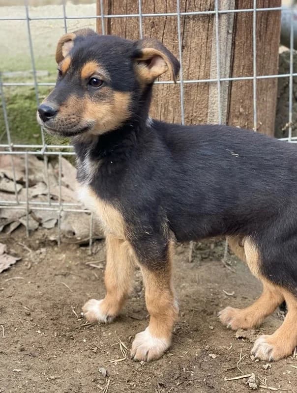 Eyko, male Mixed Breed for adoption at Tierheimhelden — photo 4 of 16