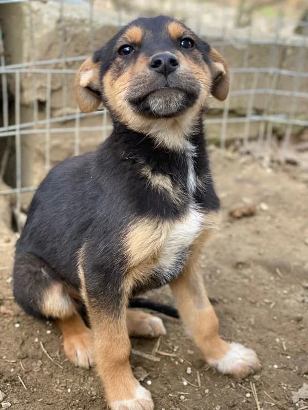 Eyko, male Mixed Breed for adoption at Tierheimhelden — photo 5 of 16