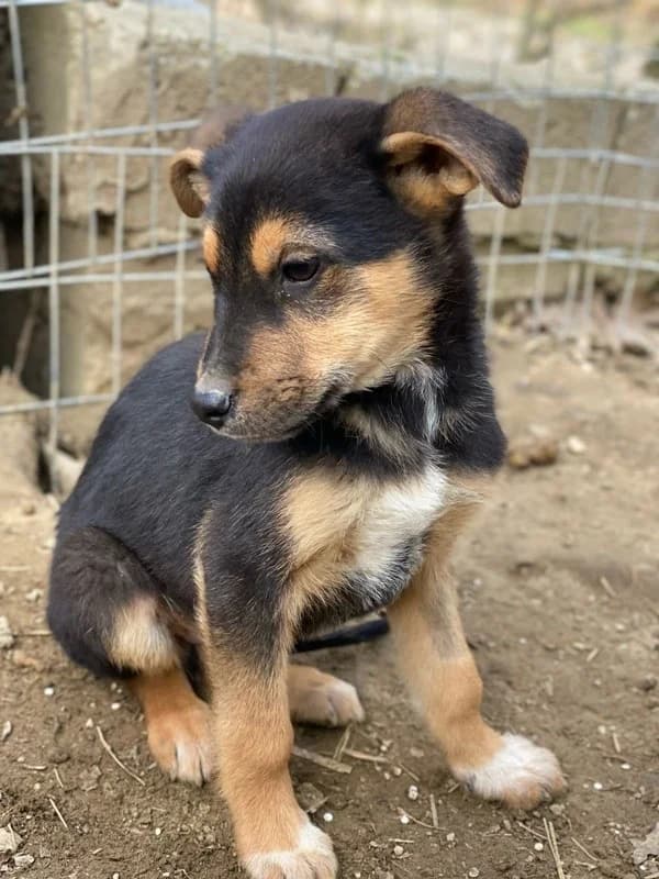 Eyko, male Mixed Breed for adoption at Tierheimhelden — photo 6 of 16