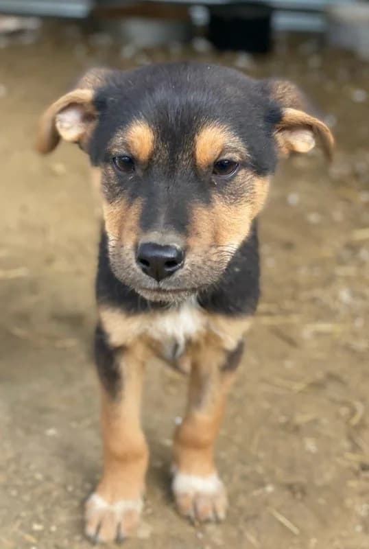 Eyko, male Mixed Breed for adoption at Tierheimhelden — photo 7 of 16