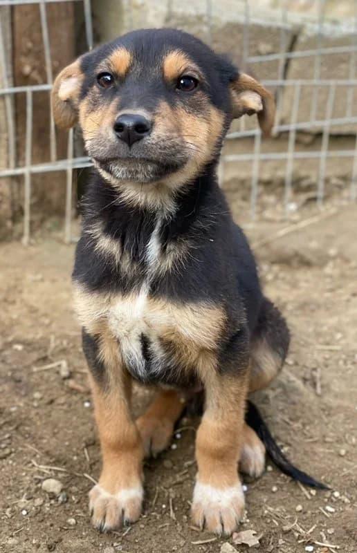 Eyko, male Mixed Breed for adoption at Tierheimhelden — photo 8 of 16