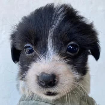 Rollo, male Mixed Breed for adoption at Tierheimhelden
