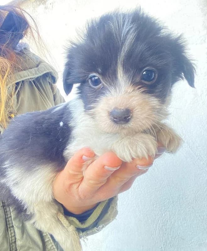 Rollo, male Mixed Breed for adoption at Tierheimhelden — photo 2 of 9