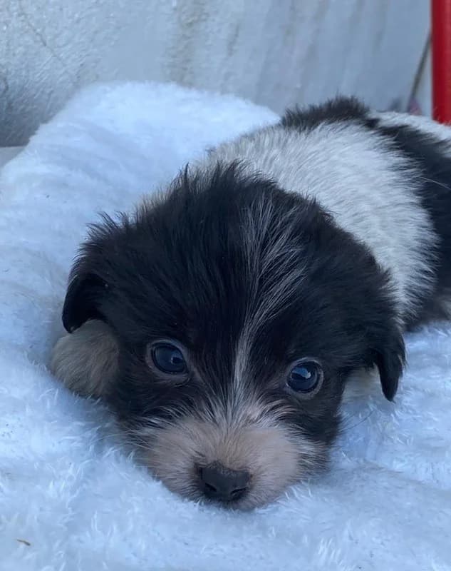 Rollo, male Mixed Breed for adoption at Tierheimhelden — photo 3 of 9