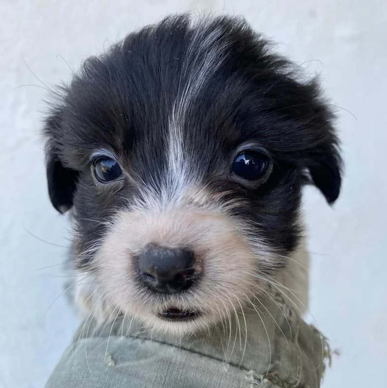 Rollo, male Mixed Breed for adoption at Tierheimhelden — photo 4 of 9