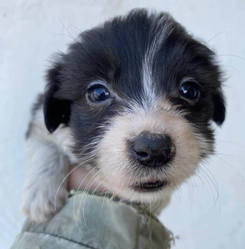 Rollo, male Mixed Breed for adoption at Tierheimhelden — photo 5 of 9