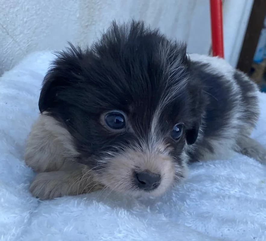 Rollo, male Mixed Breed for adoption at Tierheimhelden — photo 6 of 9