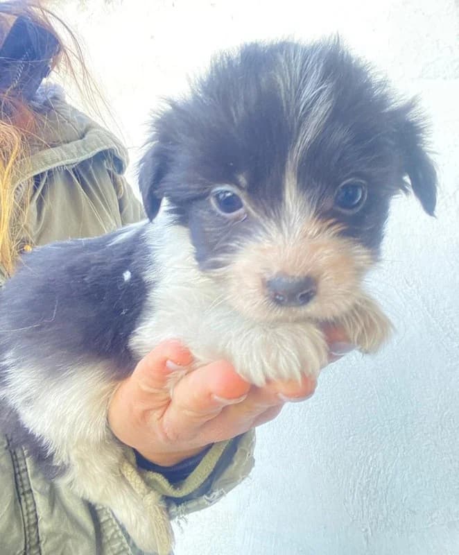 Rollo, male Mixed Breed for adoption at Tierheimhelden — photo 7 of 9