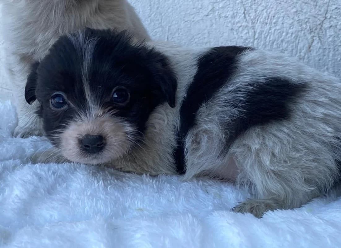 Rollo, male Mixed Breed for adoption at Tierheimhelden — photo 8 of 9