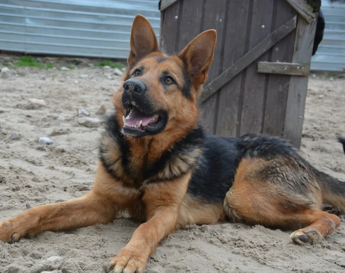 Lolek, male German Shepherd for adoption at Tierheimhelden