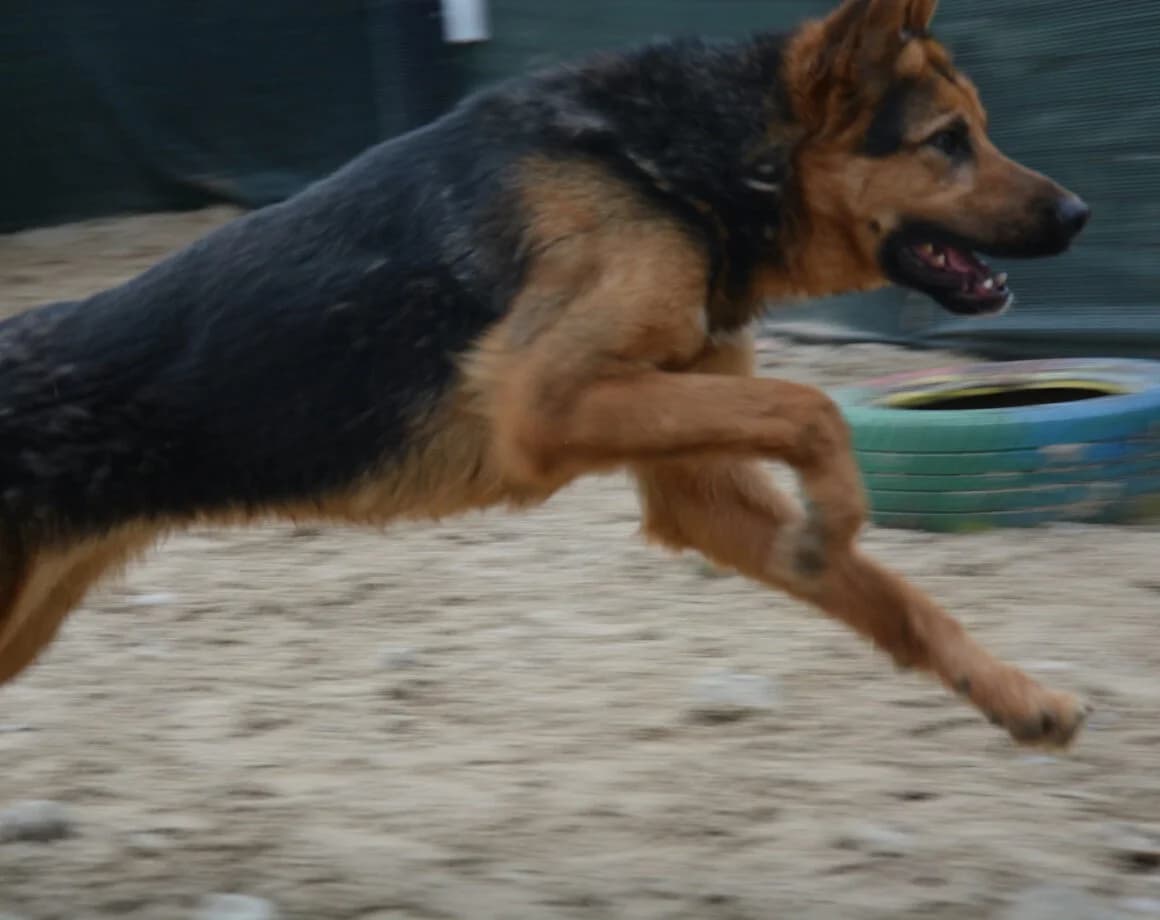 Lolek, male German Shepherd for adoption at Tierheimhelden — photo 2 of 6