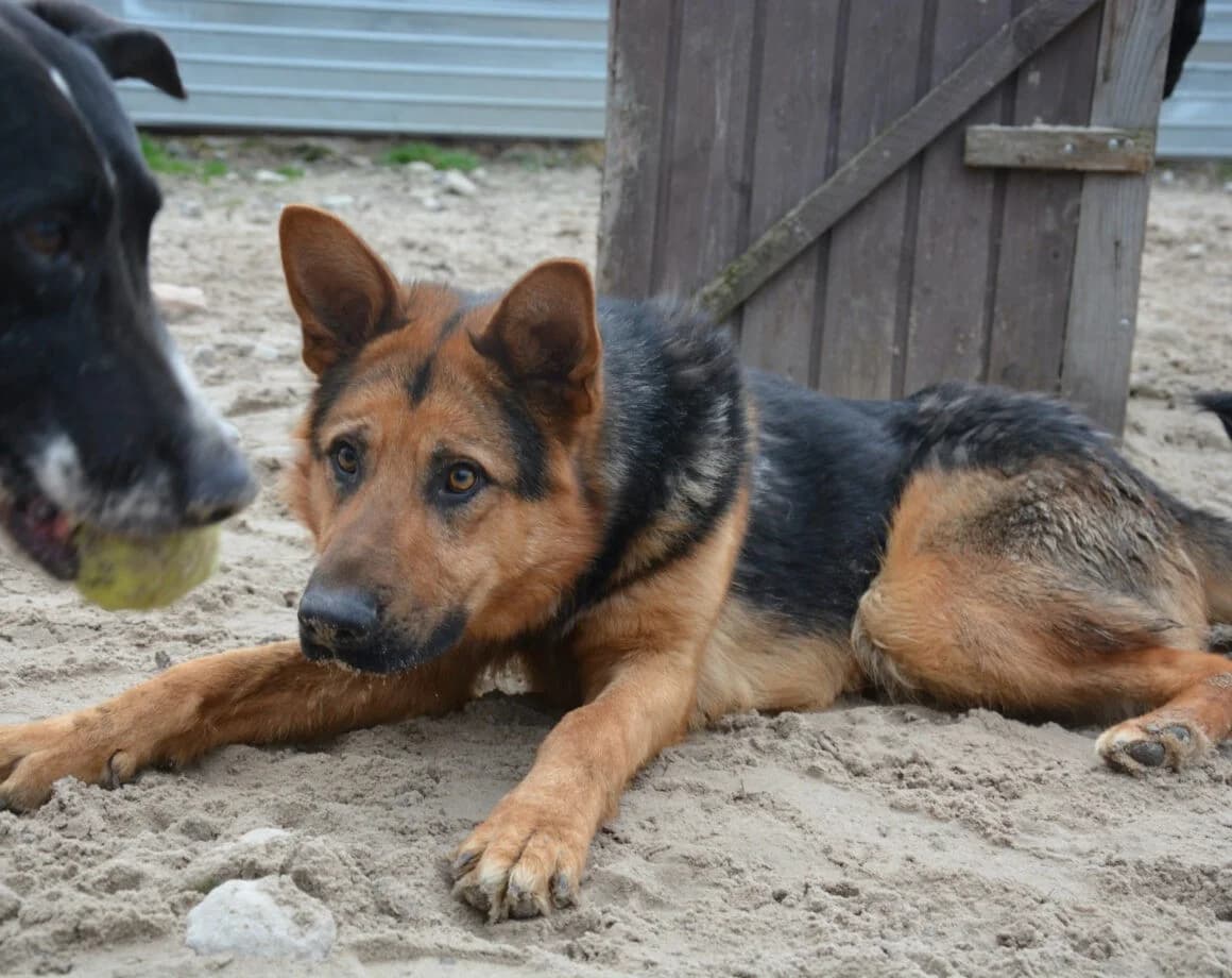 Lolek, male German Shepherd for adoption at Tierheimhelden — photo 3 of 6