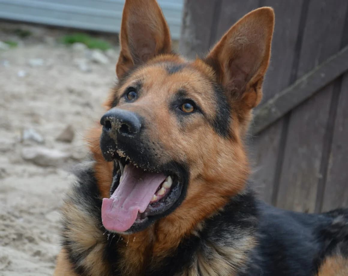 Lolek, male German Shepherd for adoption at Tierheimhelden — photo 4 of 6