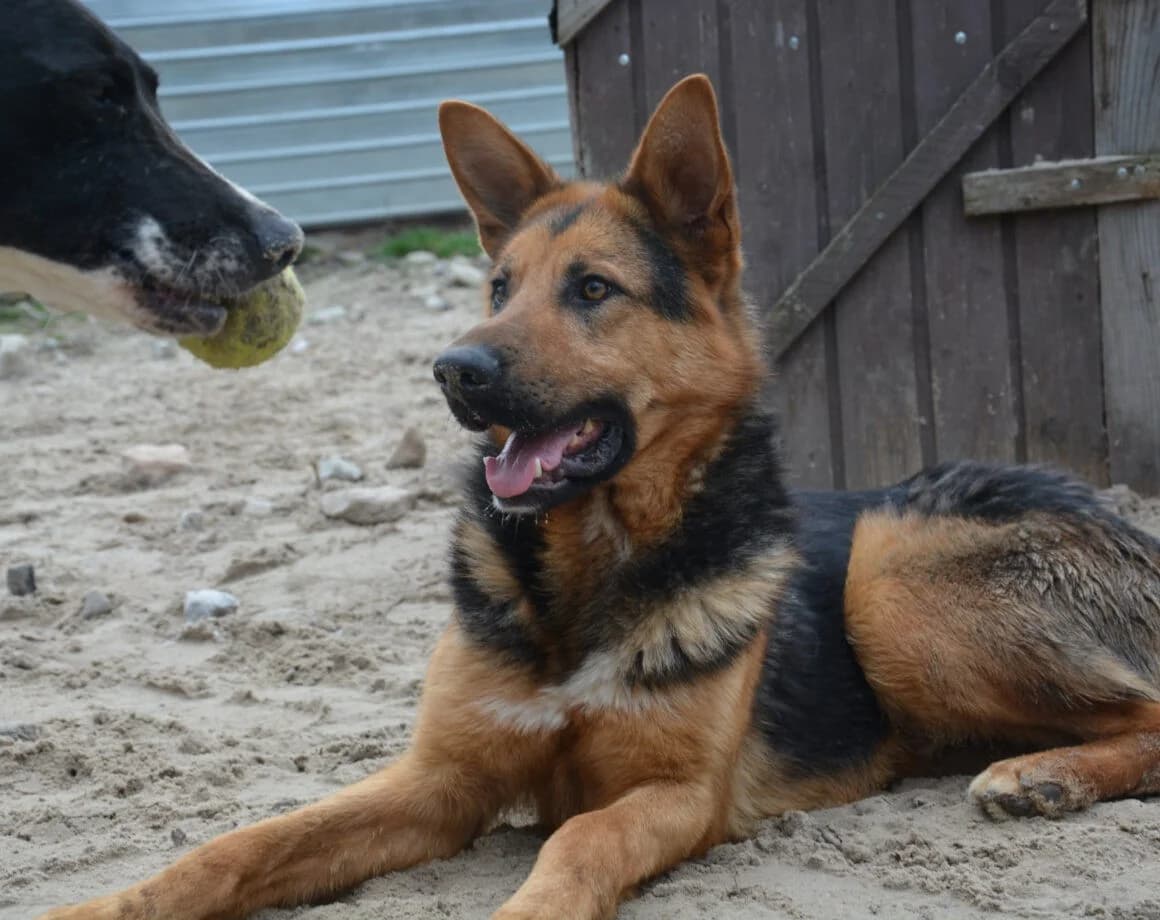 Lolek, male German Shepherd for adoption at Tierheimhelden — photo 5 of 6
