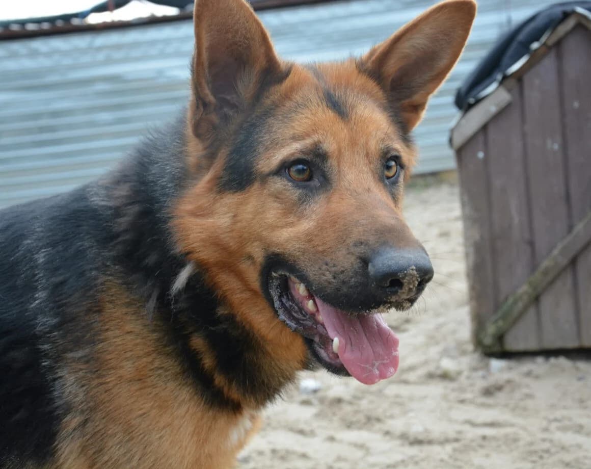 Lolek, male German Shepherd for adoption at Tierheimhelden — photo 6 of 6