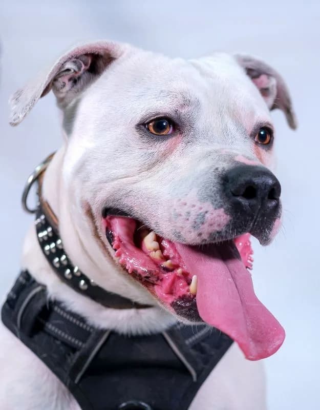 Blanco, male Dogo Argentino for adoption at Tierheimhelden, Dortmund