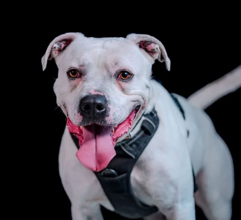 Blanco, male Dogo Argentino for adoption at Tierheimhelden, Dortmund — photo 2 of 10