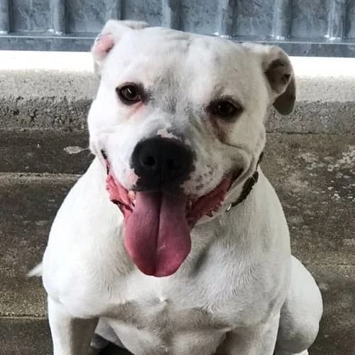 Blanco, male Dogo Argentino for adoption at Tierheimhelden, Dortmund — photo 3 of 10