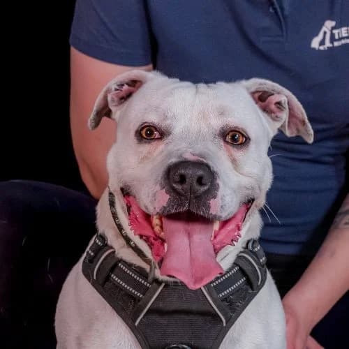 Blanco, male Dogo Argentino for adoption at Tierheimhelden, Dortmund — photo 4 of 10