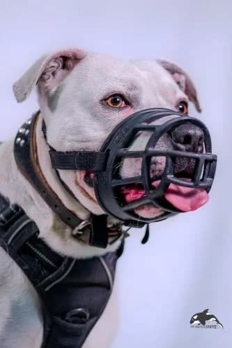 Blanco, male Dogo Argentino for adoption at Tierheimhelden, Dortmund — photo 5 of 10