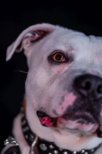 Blanco, male Dogo Argentino for adoption at Tierheimhelden, Dortmund — photo 6 of 10