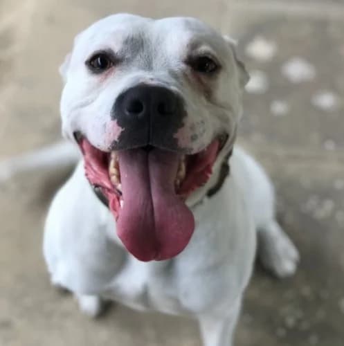 Blanco, male Dogo Argentino for adoption at Tierheimhelden, Dortmund — photo 7 of 10