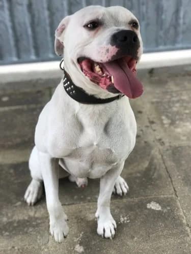 Blanco, male Dogo Argentino for adoption at Tierheimhelden, Dortmund — photo 8 of 10
