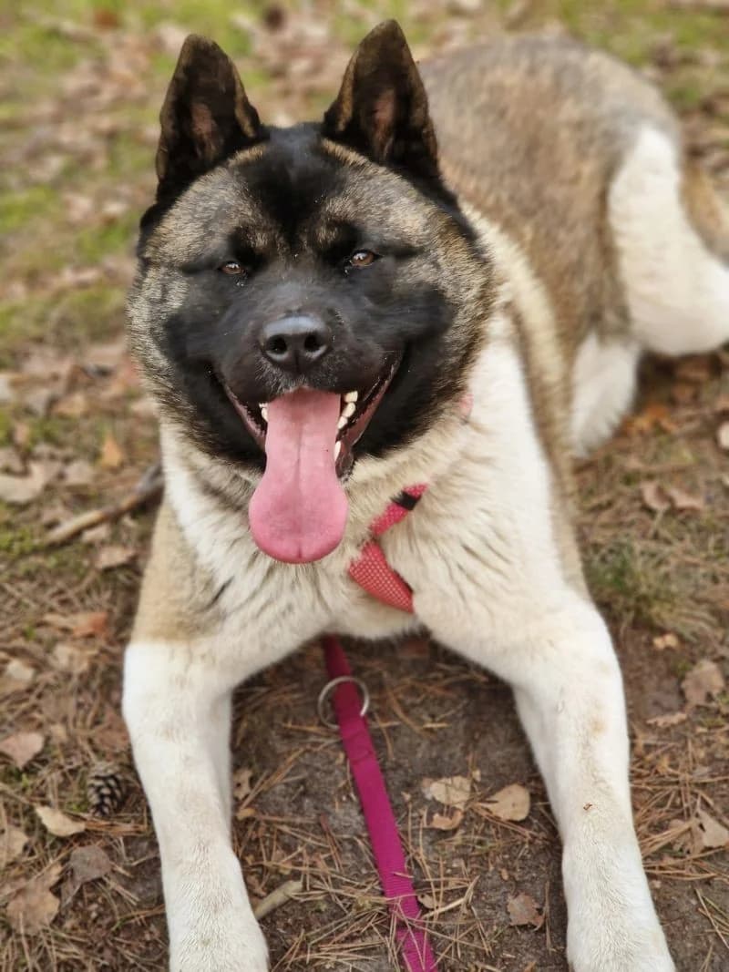 Lissi, female Akita for adoption at Tierheimhelden