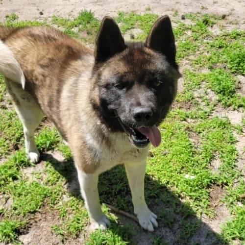 Lissi, female Akita for adoption at Tierheimhelden — photo 2 of 13