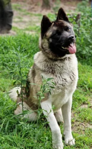 Lissi, female Akita for adoption at Tierheimhelden — photo 3 of 13