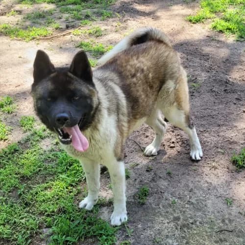 Lissi, female Akita for adoption at Tierheimhelden — photo 4 of 13