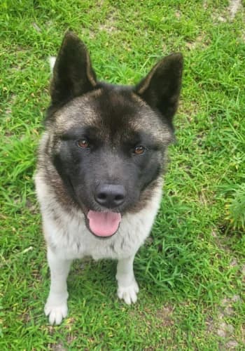 Lissi, female Akita for adoption at Tierheimhelden — photo 5 of 13