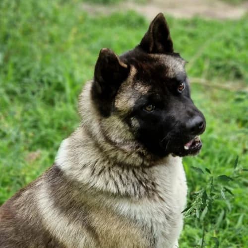 Lissi, female Akita for adoption at Tierheimhelden — photo 6 of 13