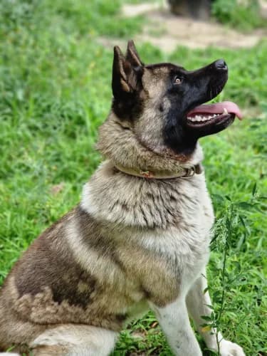 Lissi, female Akita for adoption at Tierheimhelden — photo 7 of 13