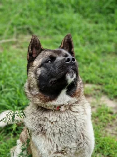 Lissi, female Akita for adoption at Tierheimhelden — photo 8 of 13