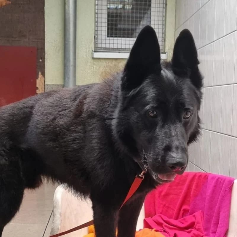 Prinz, male German Shepherd for adoption at Tierheimhelden