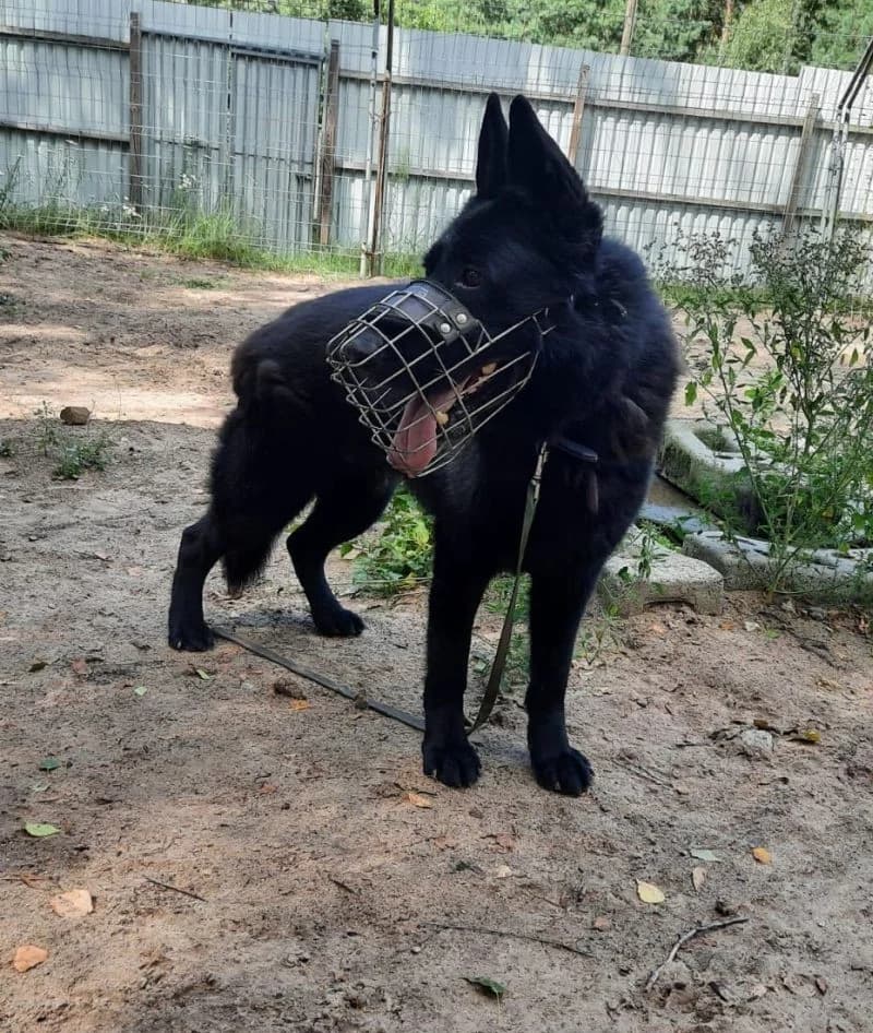 Prinz, male German Shepherd for adoption at Tierheimhelden — photo 2 of 4