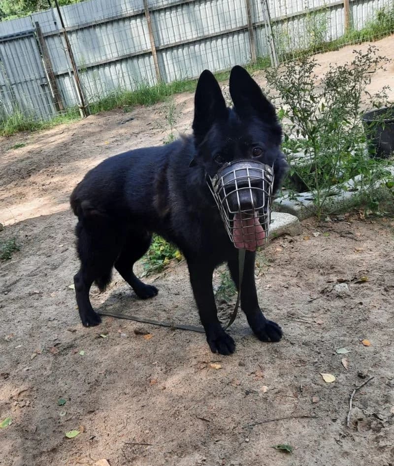 Prinz, male German Shepherd for adoption at Tierheimhelden — photo 3 of 4