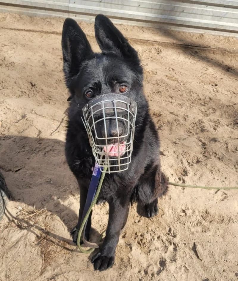Prinz, male German Shepherd for adoption at Tierheimhelden — photo 4 of 4