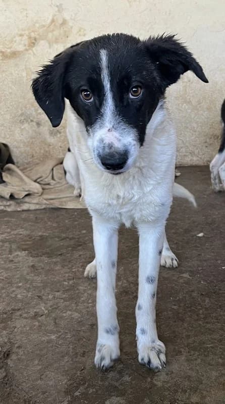 Niara, female Mixed Breed for adoption at Tierheimhelden — photo 2 of 13