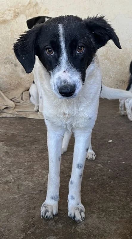 Niara, female Mixed Breed for adoption at Tierheimhelden — photo 3 of 13