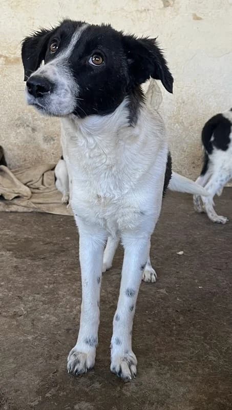 Niara, female Mixed Breed for adoption at Tierheimhelden — photo 4 of 13